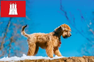 Lee más sobre el artículo Criadores de Irish Soft Coated Wheaten Terrier y cachorros en Hamburgo