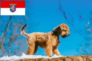 Lee más sobre el artículo Criadores de Irish Soft Coated Wheaten Terrier y cachorros en Hessen