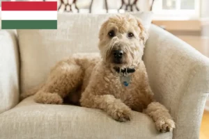 Lee más sobre el artículo Criadores y cachorros de Irish Soft Coated Wheaten Terrier en Hungría