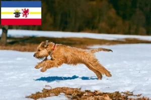 Lee más sobre el artículo Criadores de Irish Soft Coated Wheaten Terrier y cachorros en Mecklemburgo-Pomerania Occidental