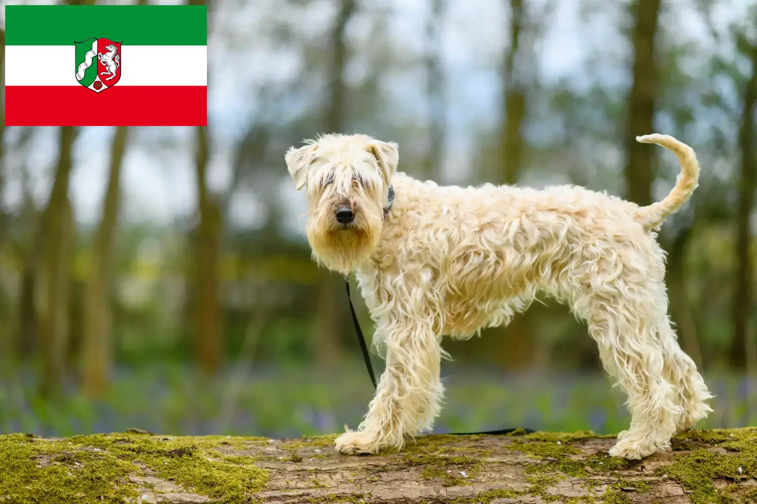 Lee más sobre el artículo Criadores de Irish Soft Coated Wheaten Terrier y cachorros en Renania del Norte-Westfalia