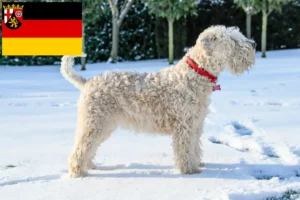 Lee más sobre el artículo Criadores de Irish Soft Coated Wheaten Terrier y cachorros en Renania-Palatinado