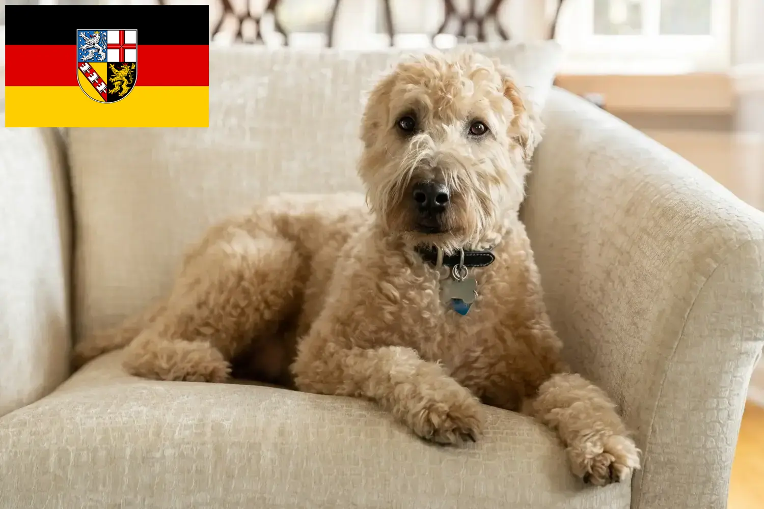 Lee más sobre el artículo Criadores de Irish Soft Coated Wheaten Terrier y cachorros en Sarre