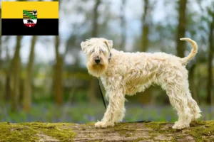 Lee más sobre el artículo Criadores de Irish Soft Coated Wheaten Terrier y cachorros en Sajonia-Anhalt