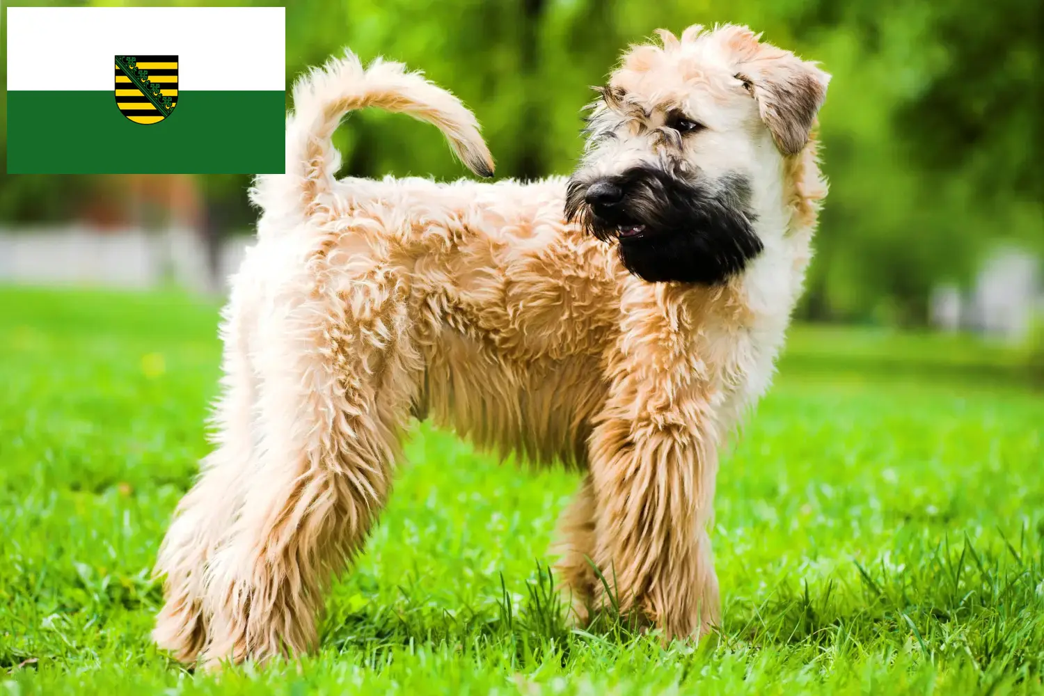 Lee más sobre el artículo Criadores y cachorros de Irish Soft Coated Wheaten Terrier en Sajonia