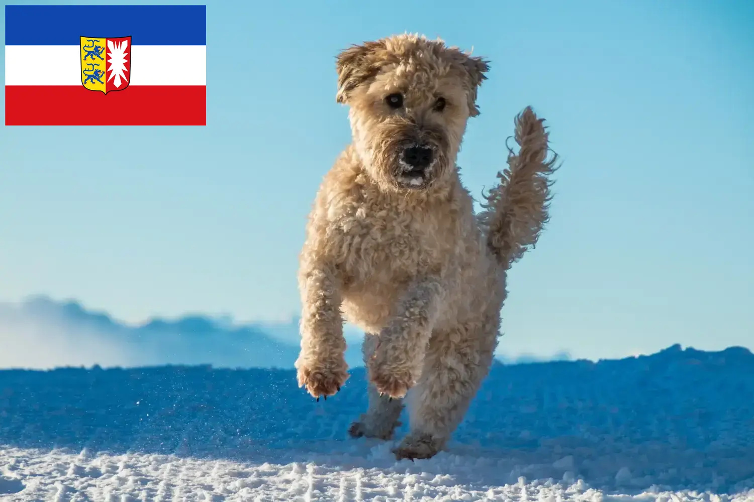 Lee más sobre el artículo Criadores y cachorros de Irish Soft Coated Wheaten Terrier en Schleswig-Holstein