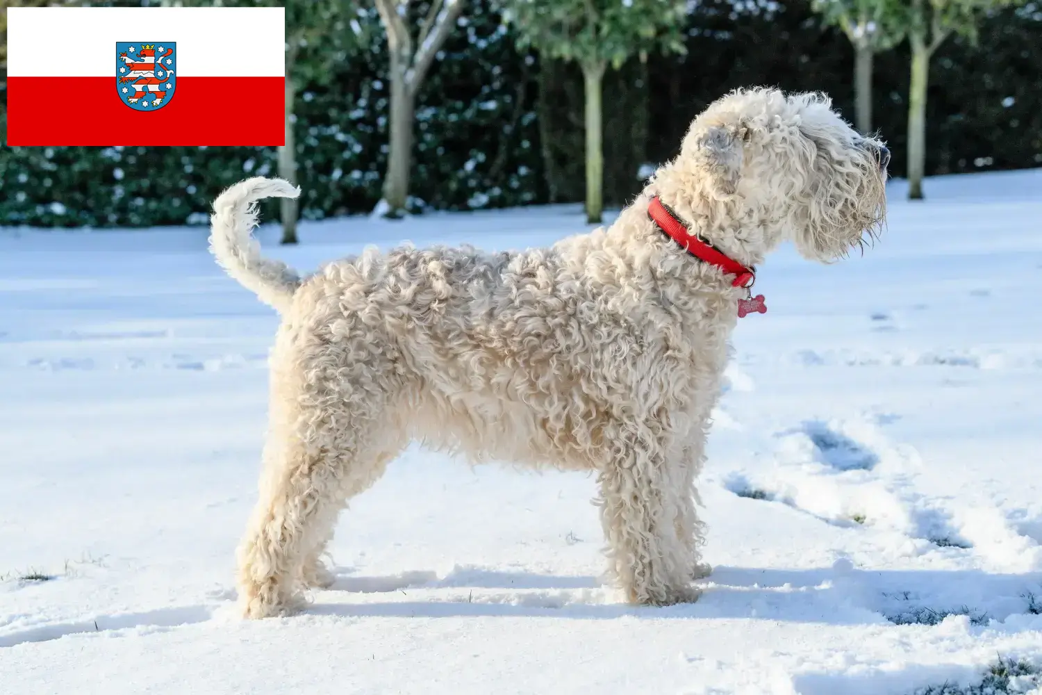 Lee más sobre el artículo Criadores de Irish Soft Coated Wheaten Terrier y cachorros en Turingia