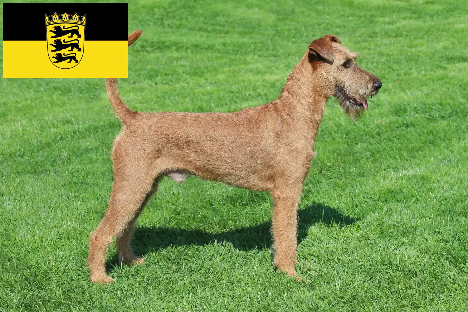 Lee más sobre el artículo Criadores de Irish Terrier y cachorros en Baden-Württemberg