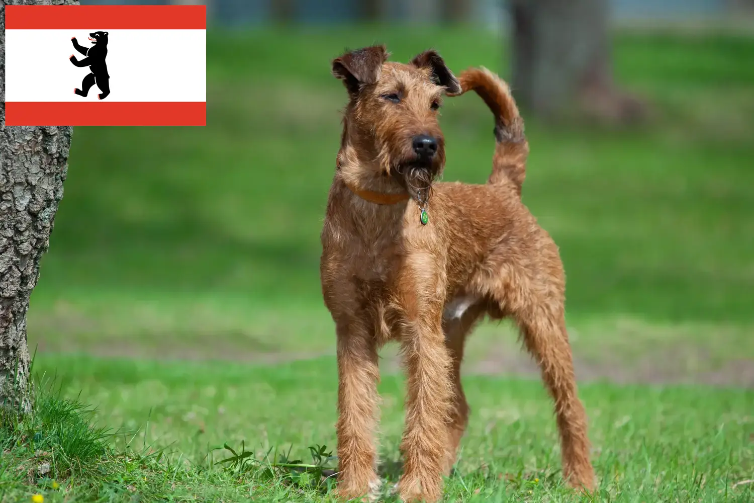 Lee más sobre el artículo Criadores de Terrier irlandés y cachorros en Berlín