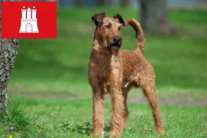 Lee más sobre el artículo Criadores de Terrier irlandés y cachorros en Hamburgo