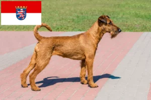 Lee más sobre el artículo Criadores de Irish Terrier y cachorros en Hessen