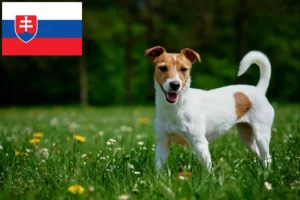 Lee más sobre el artículo Criadores de Jack Russell y cachorros en Eslovaquia