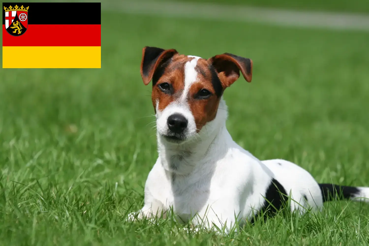 Lee más sobre el artículo Criadores de Jack Russell y cachorros en Renania-Palatinado