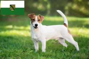 Lee más sobre el artículo Criadores de Jack Russell y cachorros en Sajonia