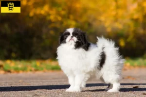 Lee más sobre el artículo Criadores y cachorros de Chin Japonés en Baden-Wurtemberg