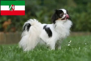 Lee más sobre el artículo Criadores y cachorros de Chin Japonés en Renania del Norte-Westfalia