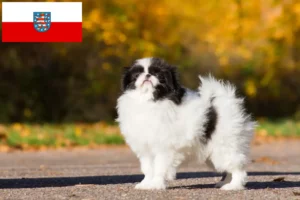 Lee más sobre el artículo Criadores y cachorros de Chin Japonés en Turingia