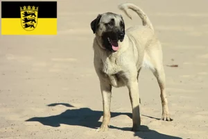 Lee más sobre el artículo Criadores de Kangal y cachorros en Baden-Württemberg