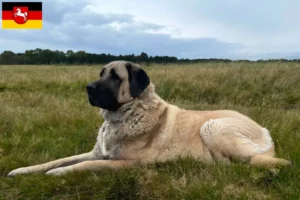 Lee más sobre el artículo Criadores y cachorros de Kangal en Baja Sajonia