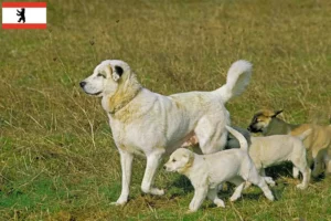 Lee más sobre el artículo Criadores y cachorros de Kangal en Berlín