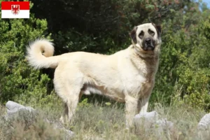 Lee más sobre el artículo Criadores de Kangal y cachorros en Brandenburgo