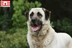 Lee más sobre el artículo Criadores de Kangal y cachorros en Bremen