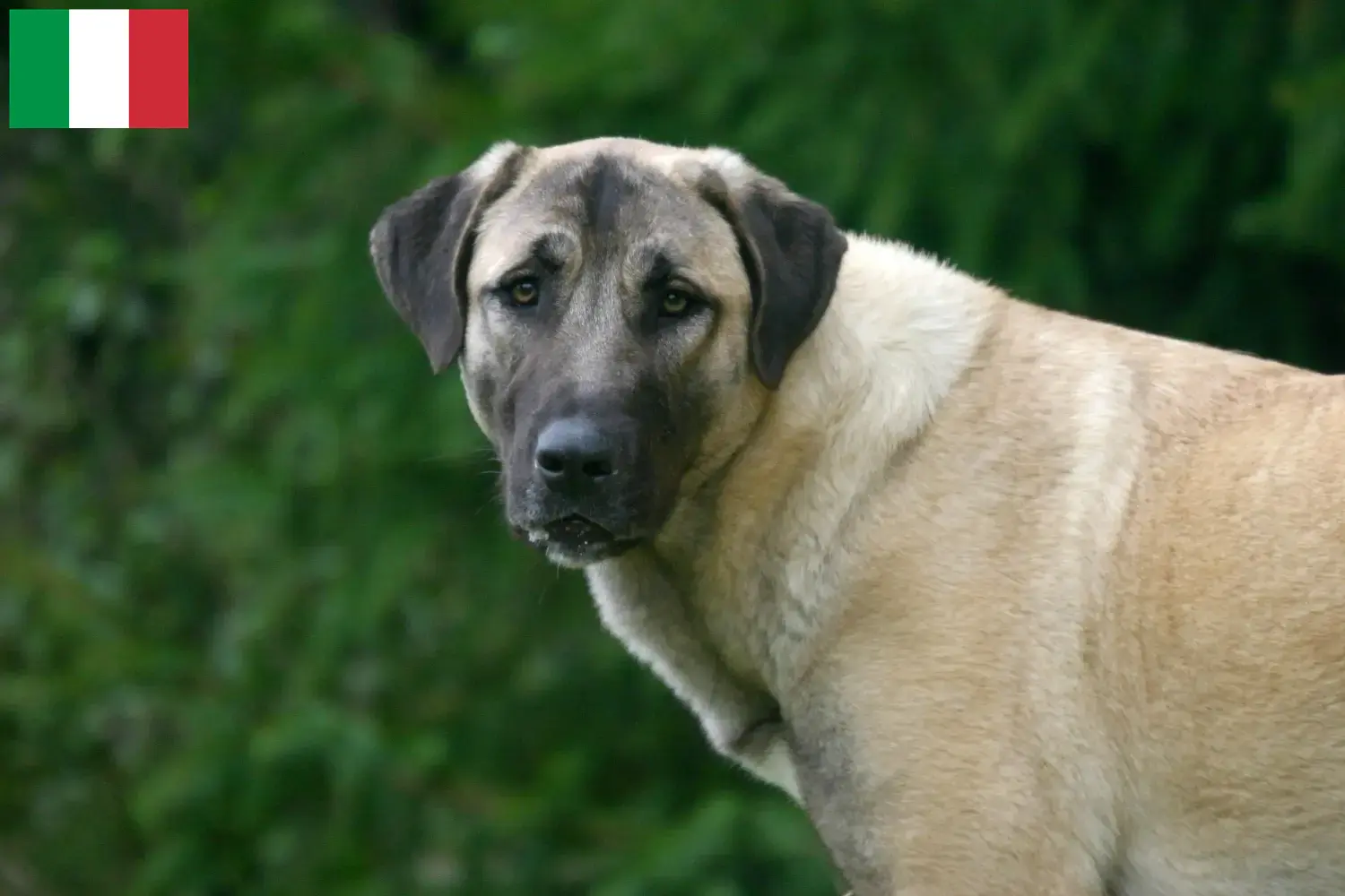 Lee más sobre el artículo Criadores y cachorros de Kangal en Italia