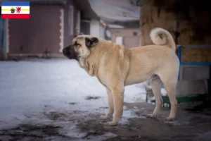 Lee más sobre el artículo Criadores de Kangal y cachorros en Mecklemburgo-Pomerania Occidental