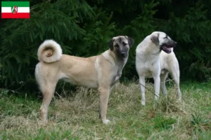 Lee más sobre el artículo Criadores de Kangal y cachorros en Renania del Norte-Westfalia