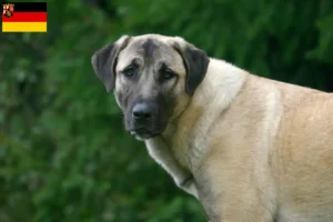 Lee más sobre el artículo Criadores de Kangal y cachorros en Renania-Palatinado