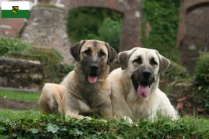 Lee más sobre el artículo Criadores y cachorros de Kangal en Sajonia