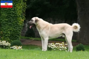 Lee más sobre el artículo Criadores y cachorros de Kangal en Schleswig-Holstein