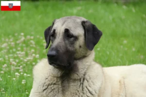 Lee más sobre el artículo Criadores de Kangal y cachorros en Turingia