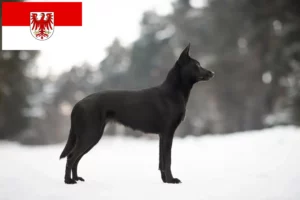 Lee más sobre el artículo Criadores de Australian Kelpie y cachorros en Brandenburgo