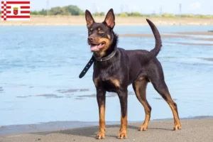 Lee más sobre el artículo Criador de Kelpie australiano y cachorros en Bremen