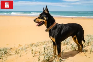 Lee más sobre el artículo Criador de Kelpie australiano y cachorros en Hamburgo