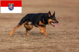 Lee más sobre el artículo Criadores de Australian Kelpie y cachorros en Hessen