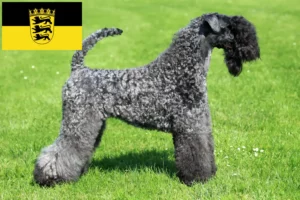 Lee más sobre el artículo Criadores y cachorros de Kerry Blue Terrier en Baden-Wurtemberg