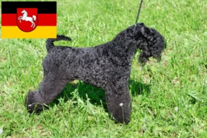 Lee más sobre el artículo Criadores y cachorros de Kerry Blue Terrier en Baja Sajonia