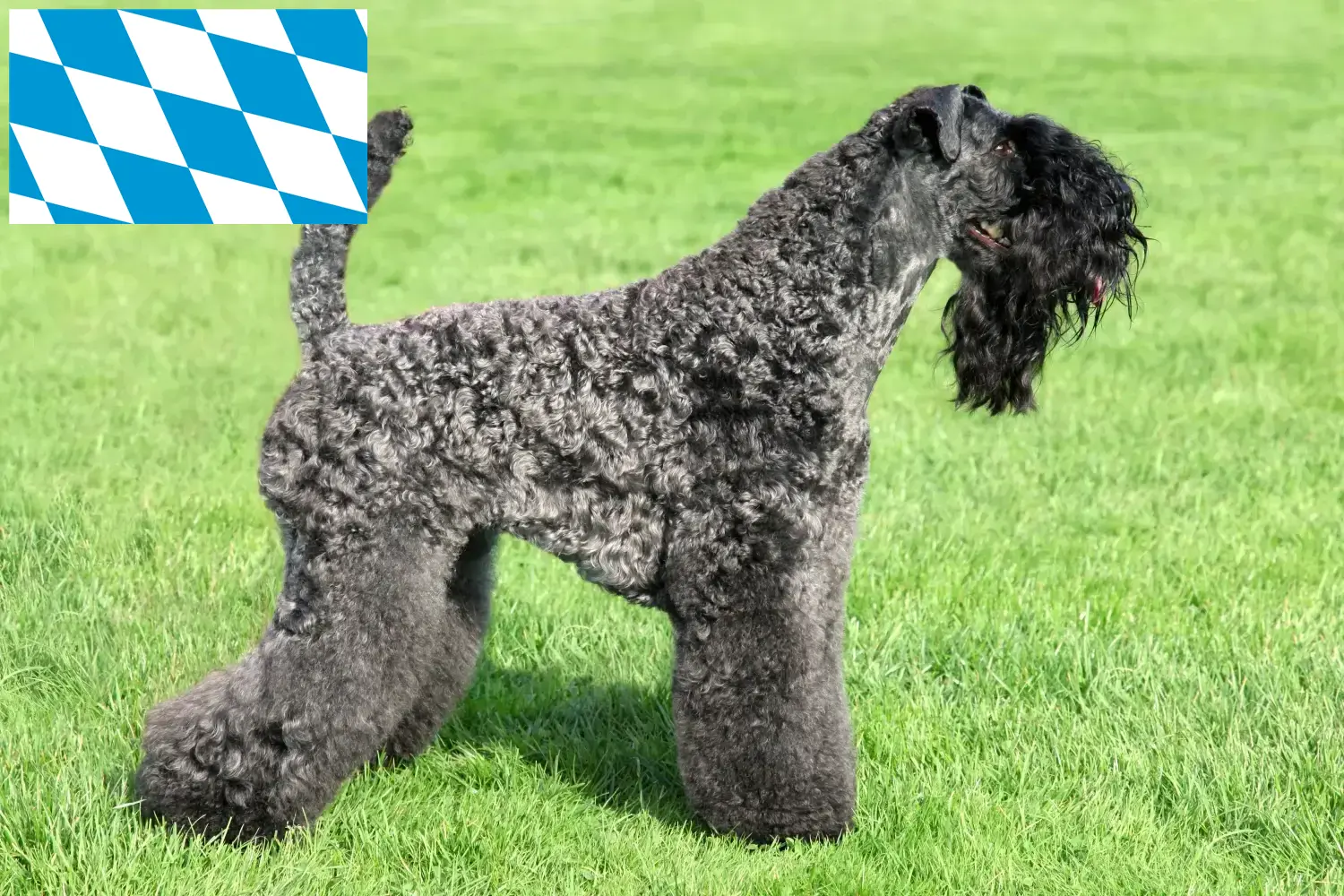 Lee más sobre el artículo Criadores y cachorros de Kerry Blue Terrier en Baviera