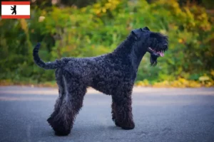 Lee más sobre el artículo Criadores y cachorros de Kerry Blue Terrier en Berlín