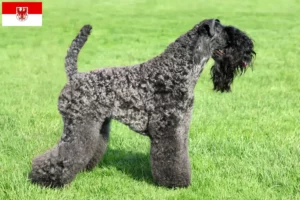 Lee más sobre el artículo Criadores de Kerry Blue Terrier y cachorros en Brandenburgo