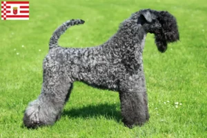 Lee más sobre el artículo Criador de Kerry Blue Terrier y cachorros en Bremen