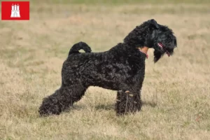 Lee más sobre el artículo Kerry Blue Terrier criador y cachorros en Hamburgo