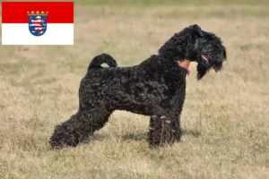 Lee más sobre el artículo Criadores y cachorros de Kerry Blue Terrier en Hesse