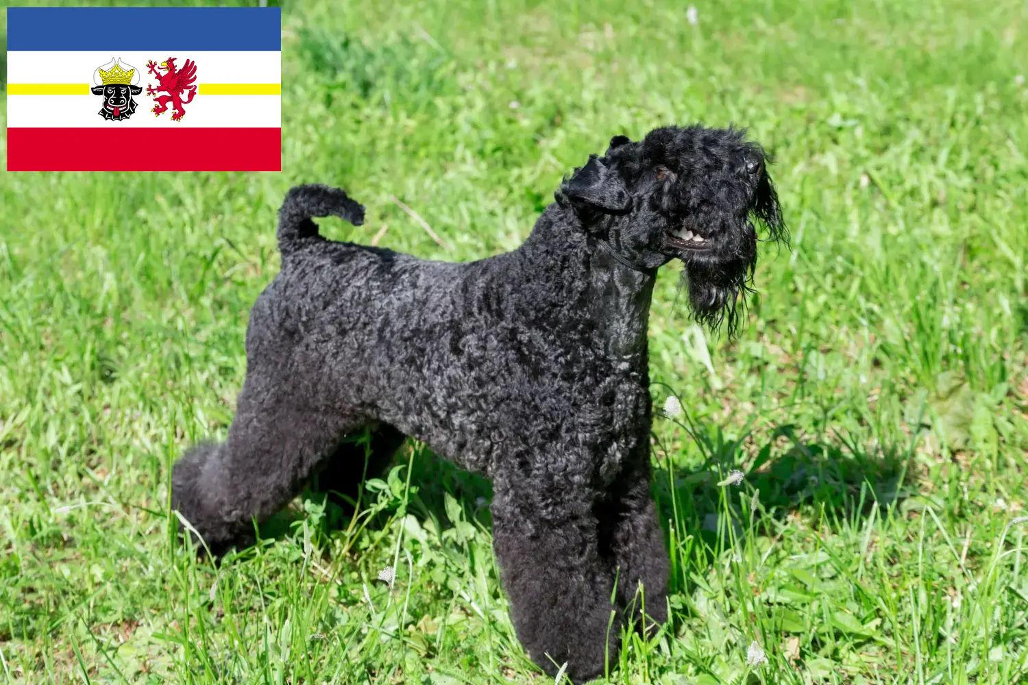 Lee más sobre el artículo Criadores y cachorros de Kerry Blue Terrier en Mecklemburgo-Pomerania Occidental