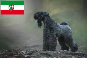 Lee más sobre el artículo Criadores de Kerry Blue Terrier y cachorros en Renania del Norte-Westfalia