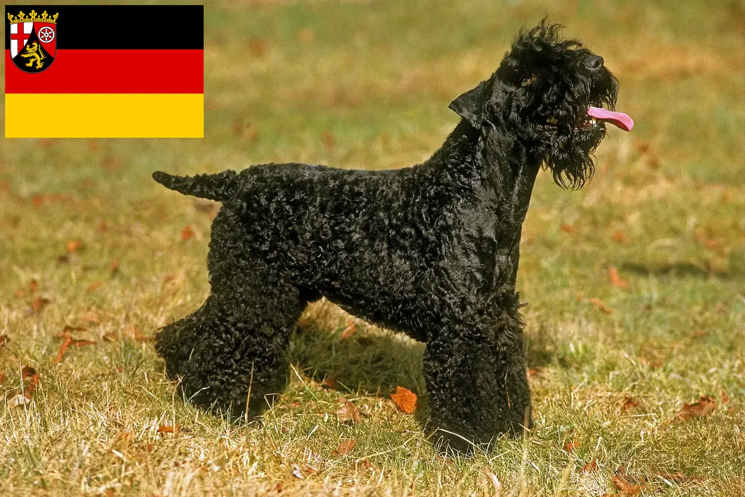 Lee más sobre el artículo Criadores y cachorros de Kerry Blue Terrier en Renania-Palatinado