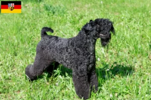 Lee más sobre el artículo Criadores y cachorros de Kerry Blue Terrier en Sarre