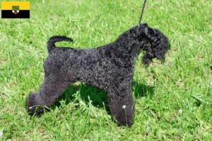 Lee más sobre el artículo Criadores y cachorros de Kerry Blue Terrier en Sajonia-Anhalt